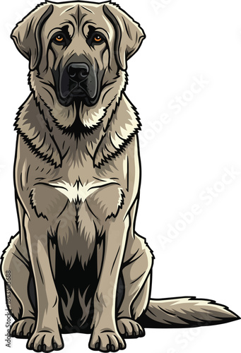 Karst Shepherd dog sitting alert facing front guarding stance