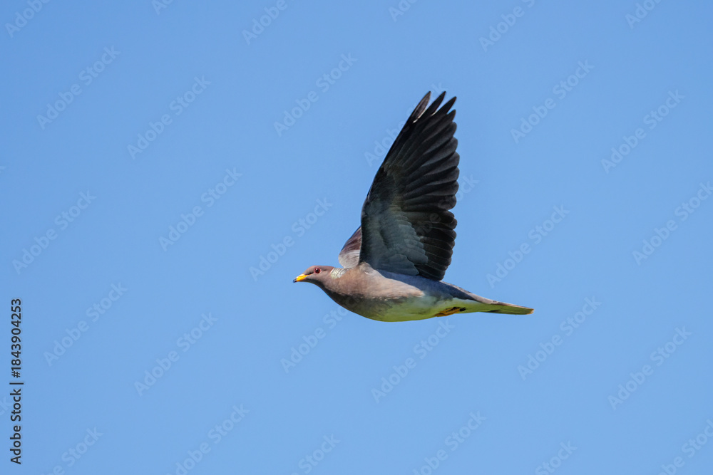 Obraz premium Band-tailed pigeon