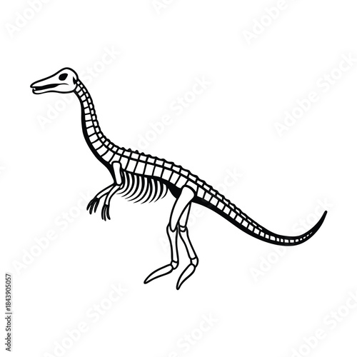 plesiosaurus skeleton