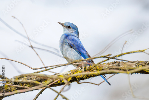 Foto Mountain bluebird