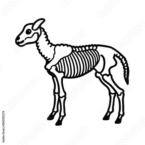 sheep skeleton