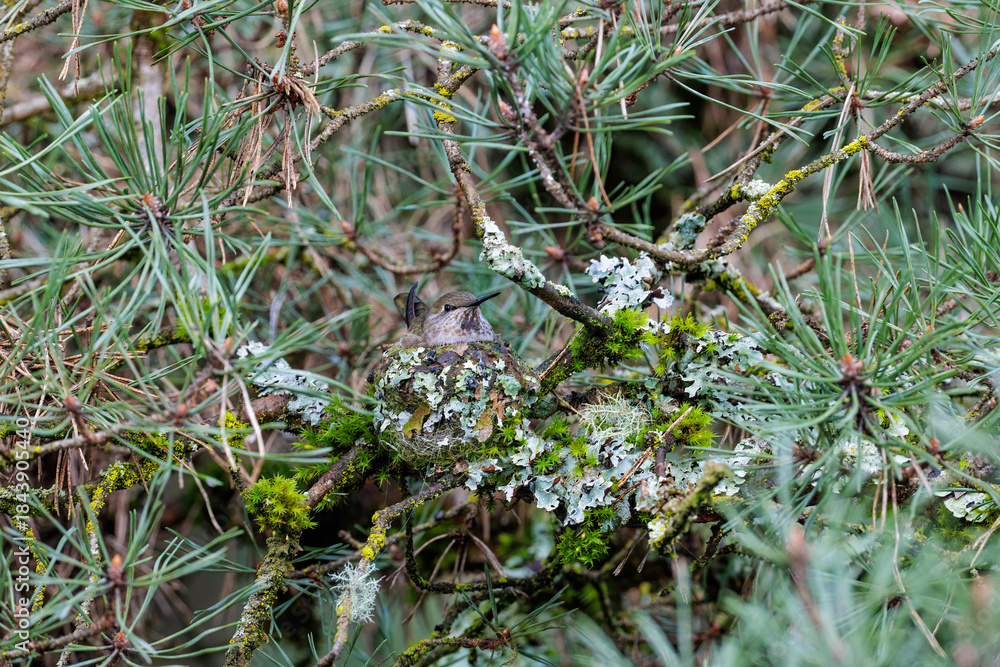 Fototapeta premium Anna's hummingbird nest