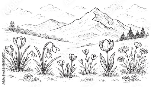 A mountain range is shown in the background with a field of flowers in the foreground. The flowers are in various stages of bloom, with some in full bloom and others just starting to bloom