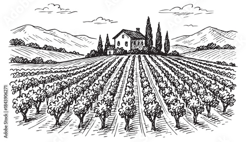 The image is a black and white drawing of a vineyard with a house in the distance. Scene is peaceful and serene, as the viewer can imagine the quiet and calm atmosphere of a countryside vineyard