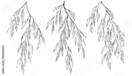 Three branches of a tree are drawn in black and white. The branches are thin and long, with leaves on them. The image has a simple and elegant feel to it, with the focus on the branches