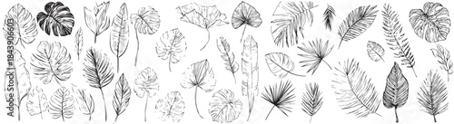 A black and white image of various leaves and flowers. The image is a collection of different leaf shapes and sizes, with some leaves appearing to be more intricate than others