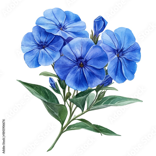 watercolor vector of Phlox Flower, isolated on a white background.