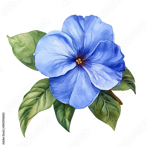 Periwinkle Flower, watercolor clipart vector, isolated on a white background.