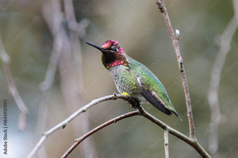Fototapeta premium Anna's hummingbird