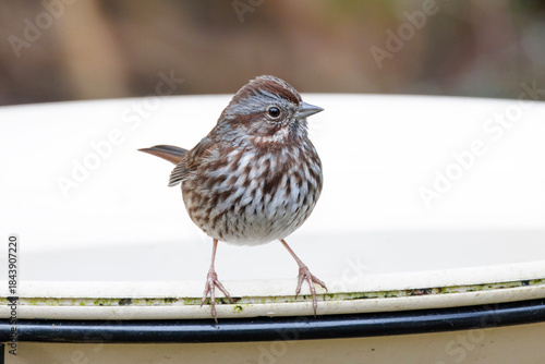 Song sparrow