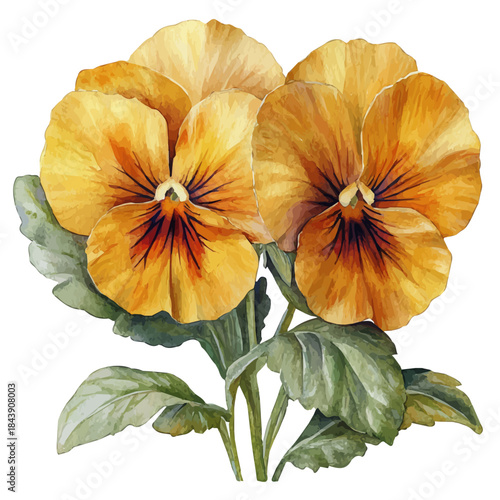 watercolor vector of Pansy Flower, isolated on a white background.