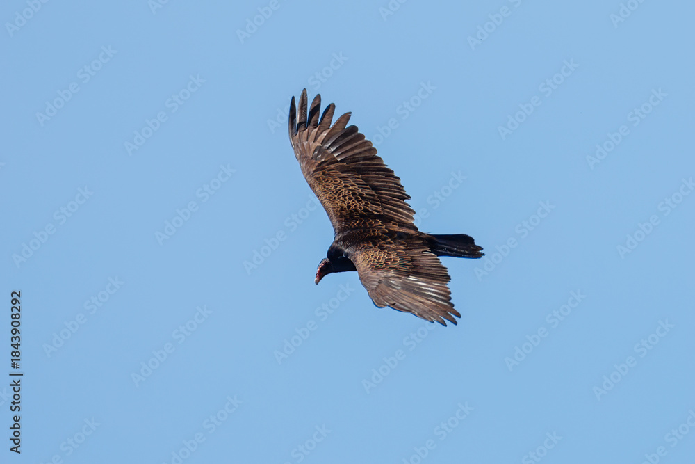 Fototapeta premium Turkey vulture
