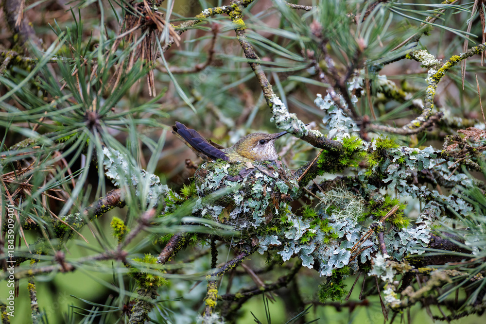 Fototapeta premium Anna's hummingbird nest