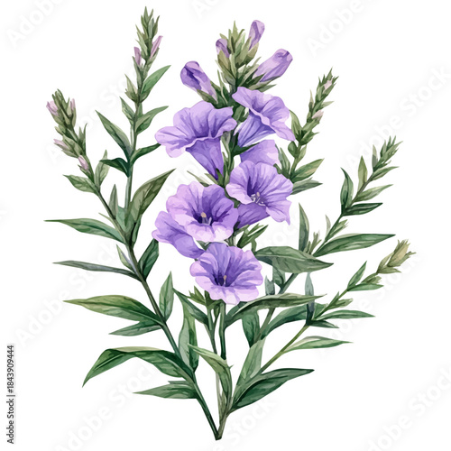 Tableau sur toile Obedient Plant Flower, watercolor clipart vector, isolated on a white background