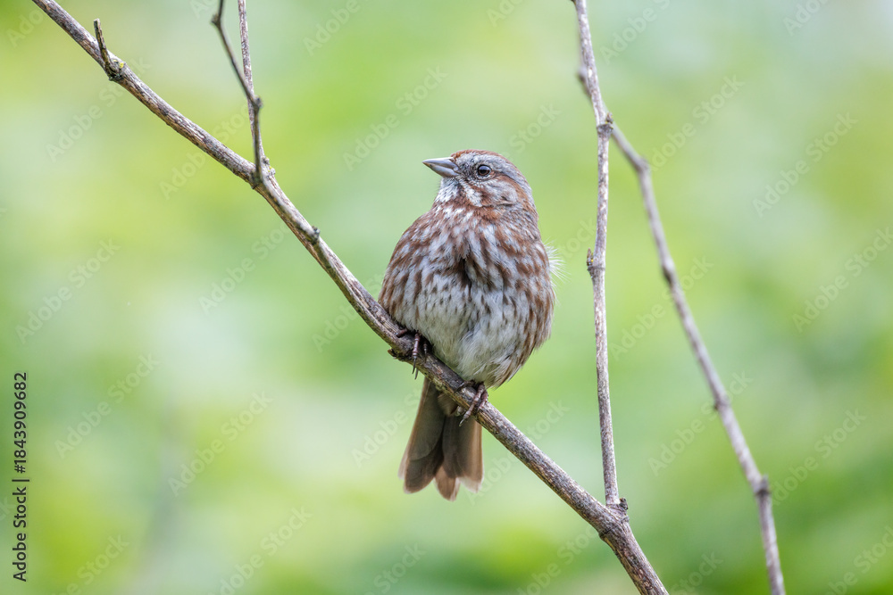 Fototapeta premium Song sparrow