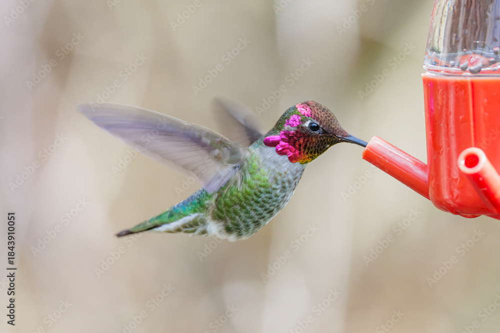 Fototapeta premium Anna's hummingbird