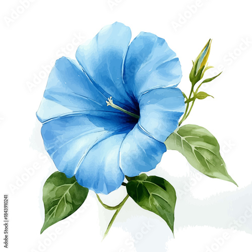 Morning Glory Flower, watercolor vector, isolated on a white background.