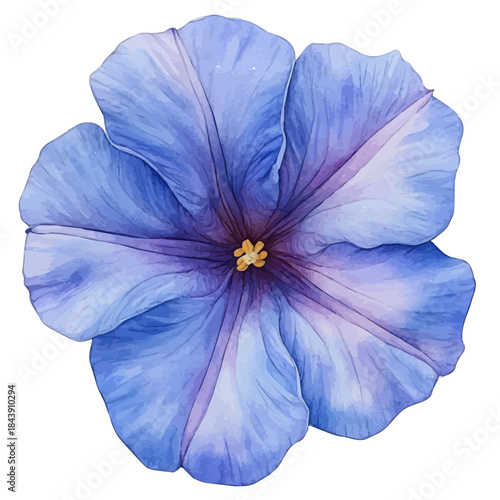 Morning Glory Flower, watercolor clipart vector, isolated on a white background.
