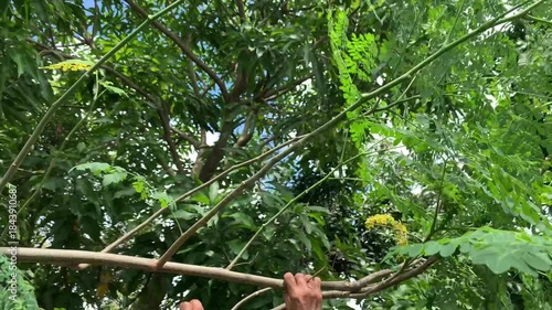 Moringa oleifera vegetable tree.