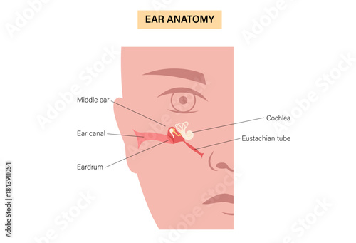 Eustachian tube poster