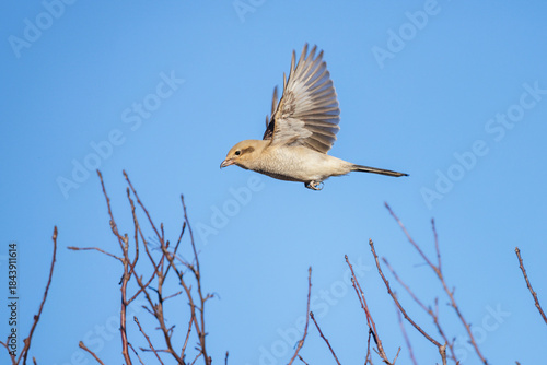 Canvas Print Northern shrike bird