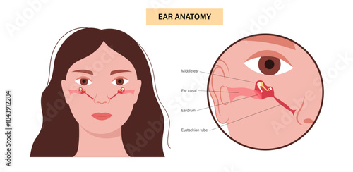 Eustachian tube poster