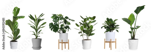 Schilderij op canvas Collection of house plants in pots isolated on white