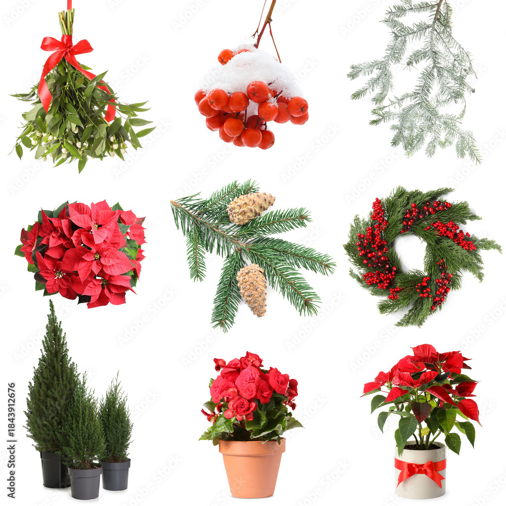 Fototapeta premium Plants of winter season isolated on white, set