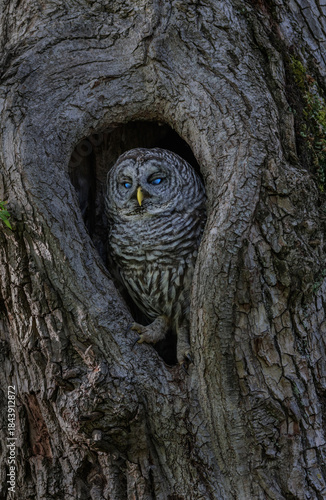 Barred Owl