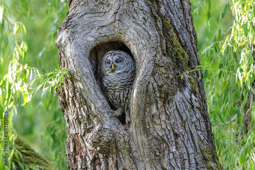 Barred Owl