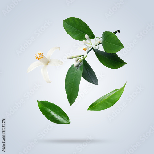 Wallpaper Mural Citrus flowers and leaves falling on color background Torontodigital.ca