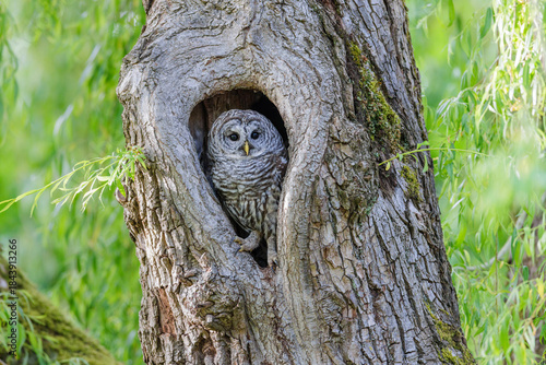Barred Owl