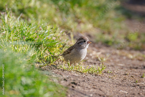 Brewer’s Sparrow bird