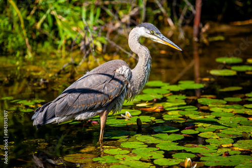 Grey heron 