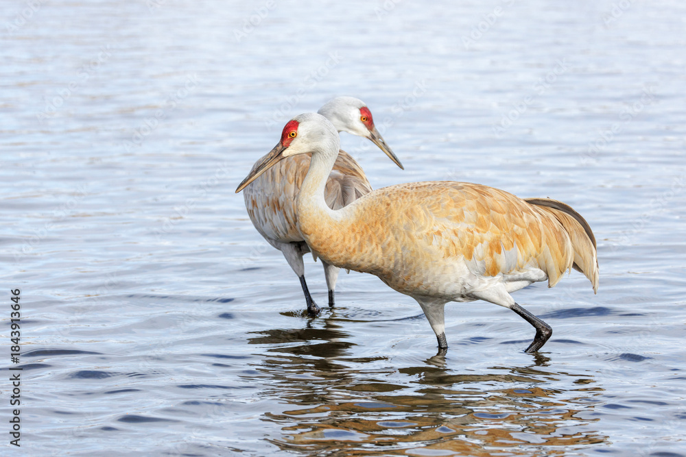 Obraz premium Sandhill crane