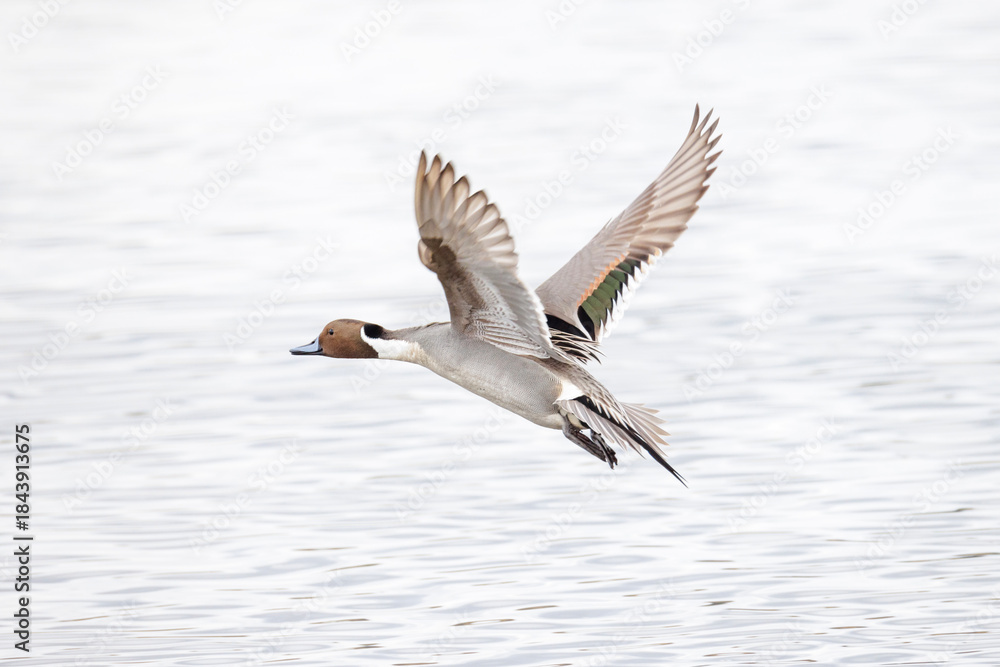 Fototapeta premium Northern pintail duck