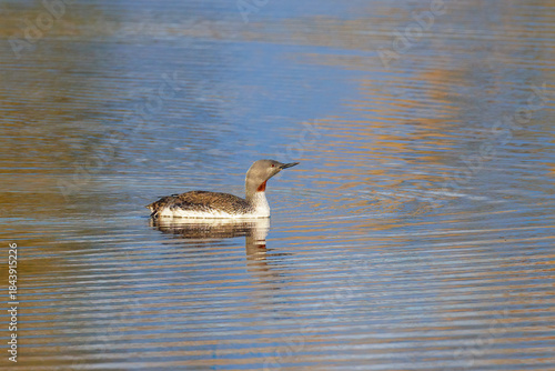 Red-throated loon