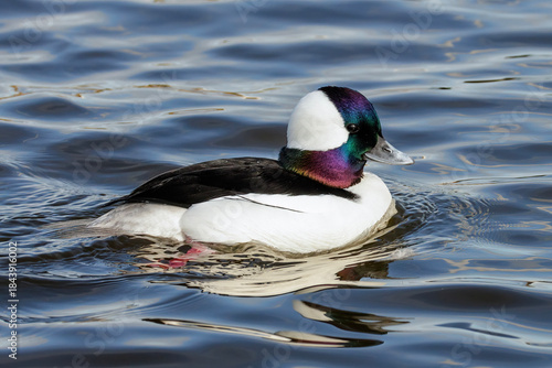 Bufflehead duck