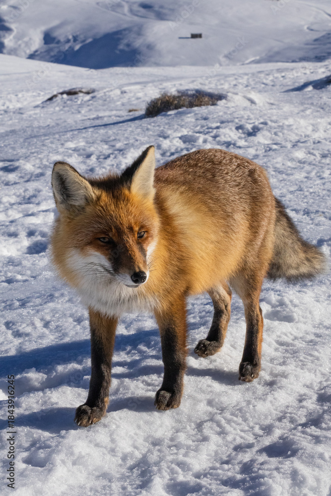 Fototapeta premium fox in the snow