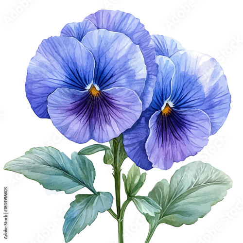 Pansy Flower, elegant watercolor illustration luminous highlights, isolated on a white background.