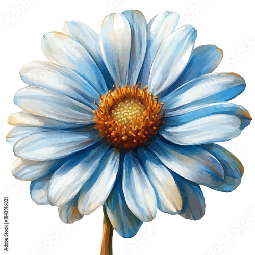 watercolor of Painted Daisy Flower draw illustration, isolated on a white background.