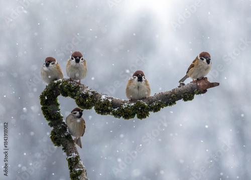 Five funny birds sitting on a mossy branch in a winter garden
under falling snow