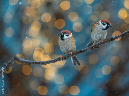 Two funny birds sparrows sitting on a branch in a winter Christmas garden aga...