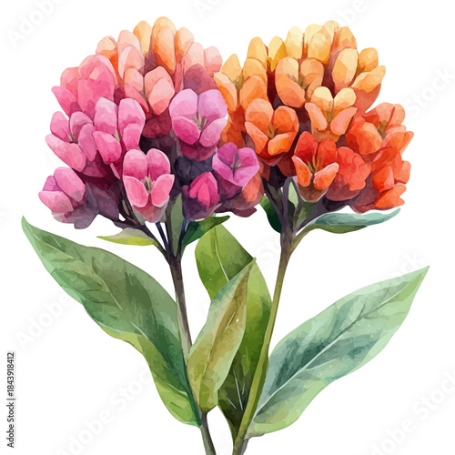 Milkweed Flower, charming watercolor clipart, isolated on a white background.