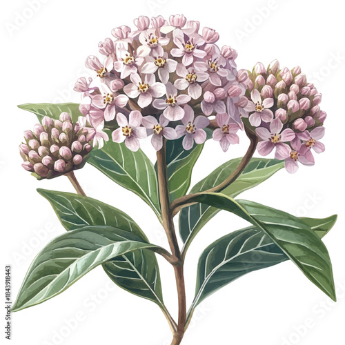 Schilderij op canvas Milkweed Flower, cute watercolor illustration with intricate patterns and vibrant splashes, isolated on a white background