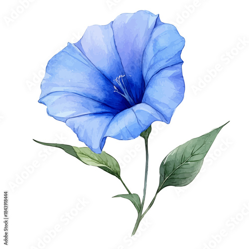 Morning Glory Flower, playful watercolor vector depicting lively antics and expressive gestures, isolated on a white background.