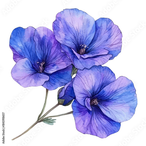 watercolor of Matthiola Flower draw illustration, isolated on a white background.
