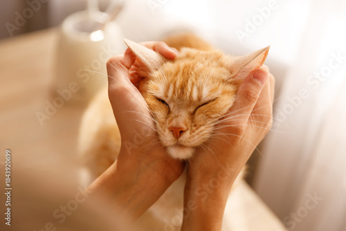 Portrait of an orange tabby cat, whose face is gently cradled by human hands, with its eyes closed in contentment or sleep, conveying deep affection and the comfort of the bond between human and pet.