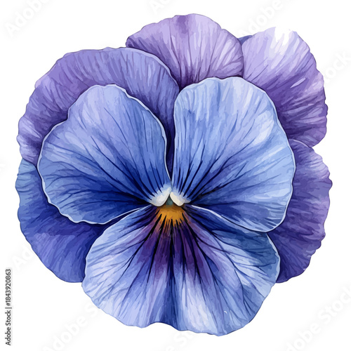 Pansy Flower, watercolor illustration featuring soft shadows and luminous, isolated on a white background.