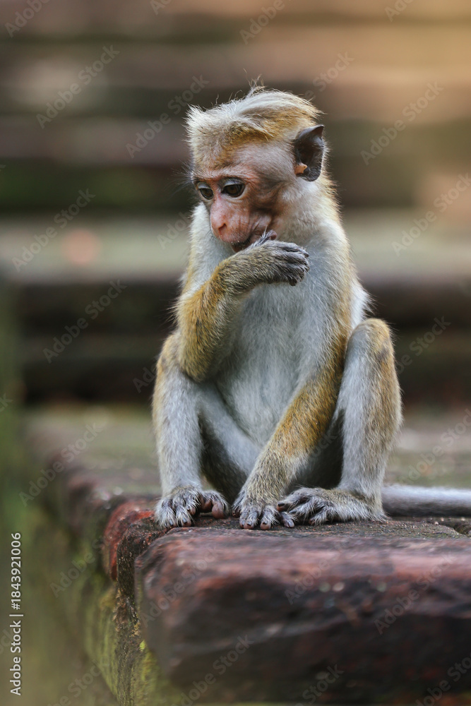 Fototapeta premium Pensive Young Monkey on Ancient Stones